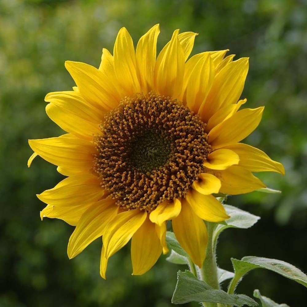 Meet your Posher, Faith